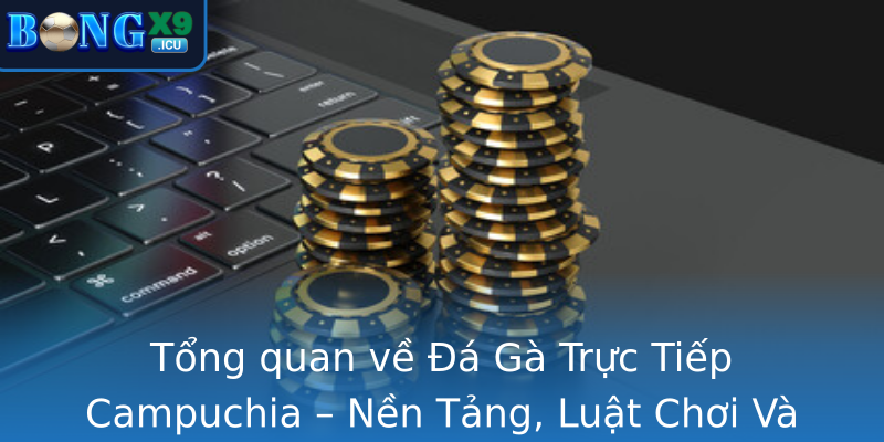 Tổng quan về Đá Gà Trực Tiếp Campuchia – Nền Tảng, Luật Chơi Và Sự Phổ Biến